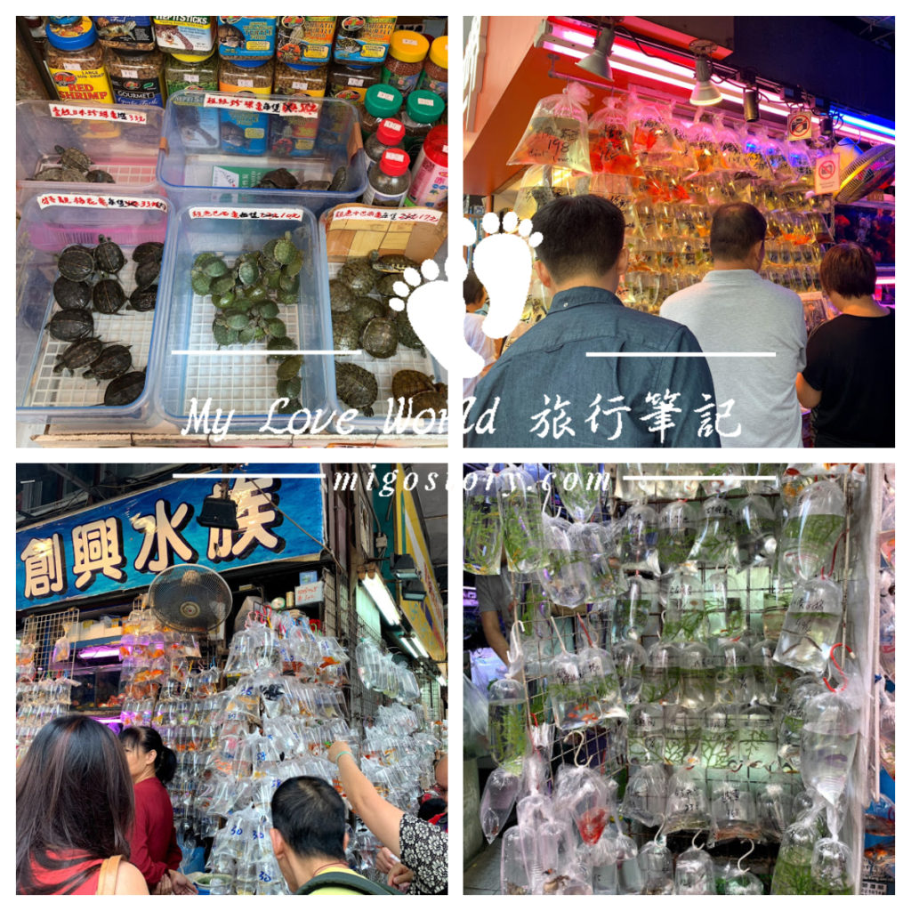 香港 旺角 通菜街 金魚街 小巴體驗 My Love World 米果的旅行筆記